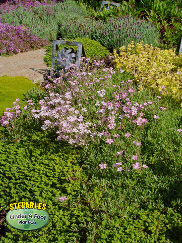 Gypsophila repens Rosea Pink Creeping Babys Breath